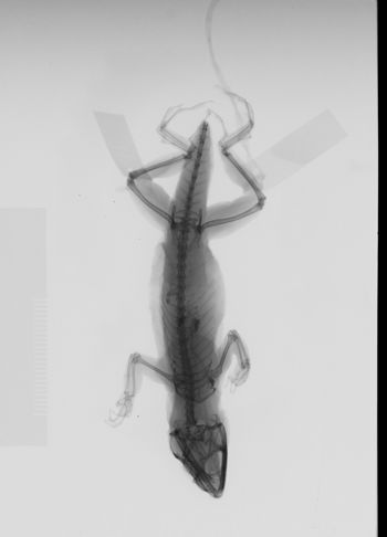 Media type: image; Herpetology R-71574